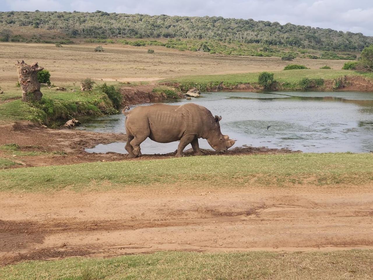 Parkview Safari Lodge كولشستر المظهر الخارجي الصورة
