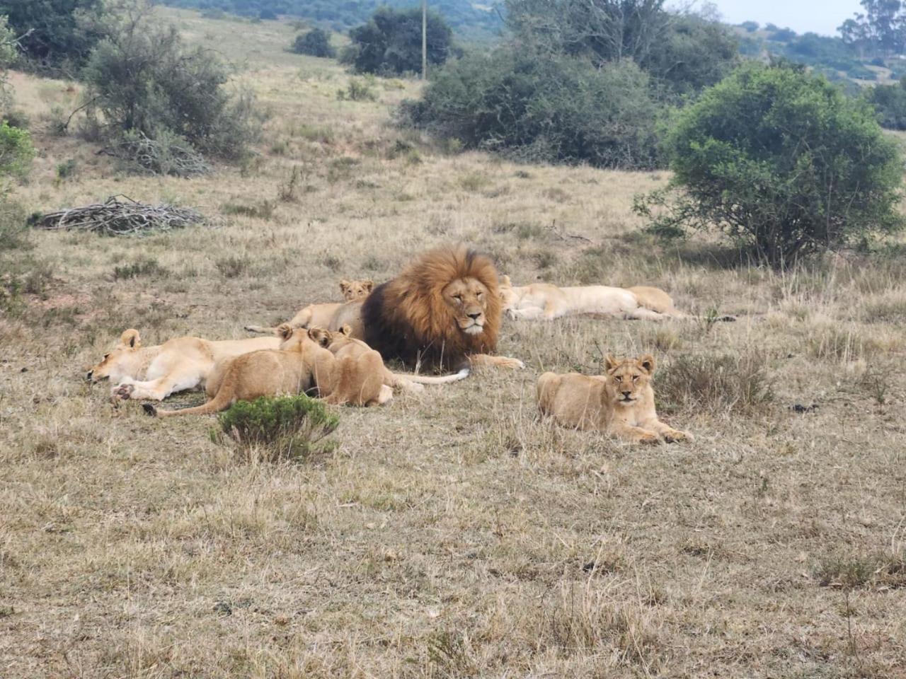 Parkview Safari Lodge كولشستر المظهر الخارجي الصورة