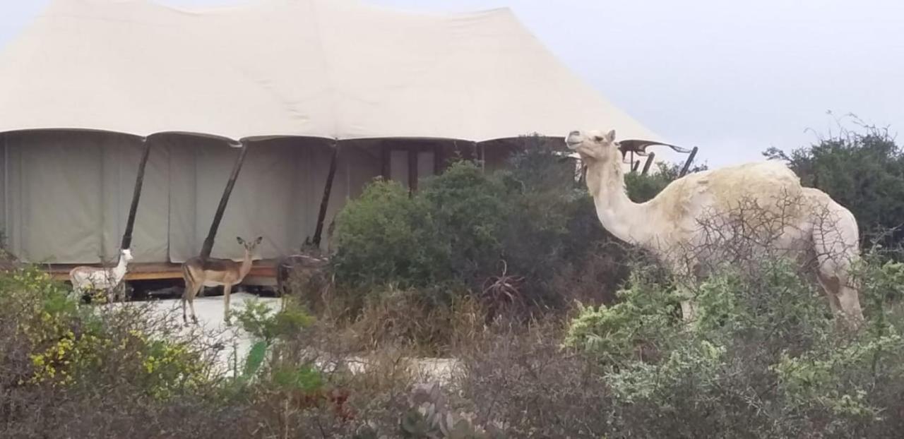 Parkview Safari Lodge كولشستر المظهر الخارجي الصورة
